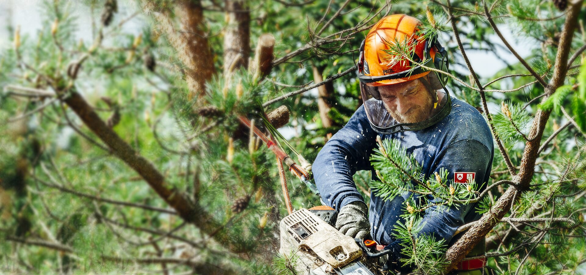 Top Web Design Companies for Tree Service in Oakland
